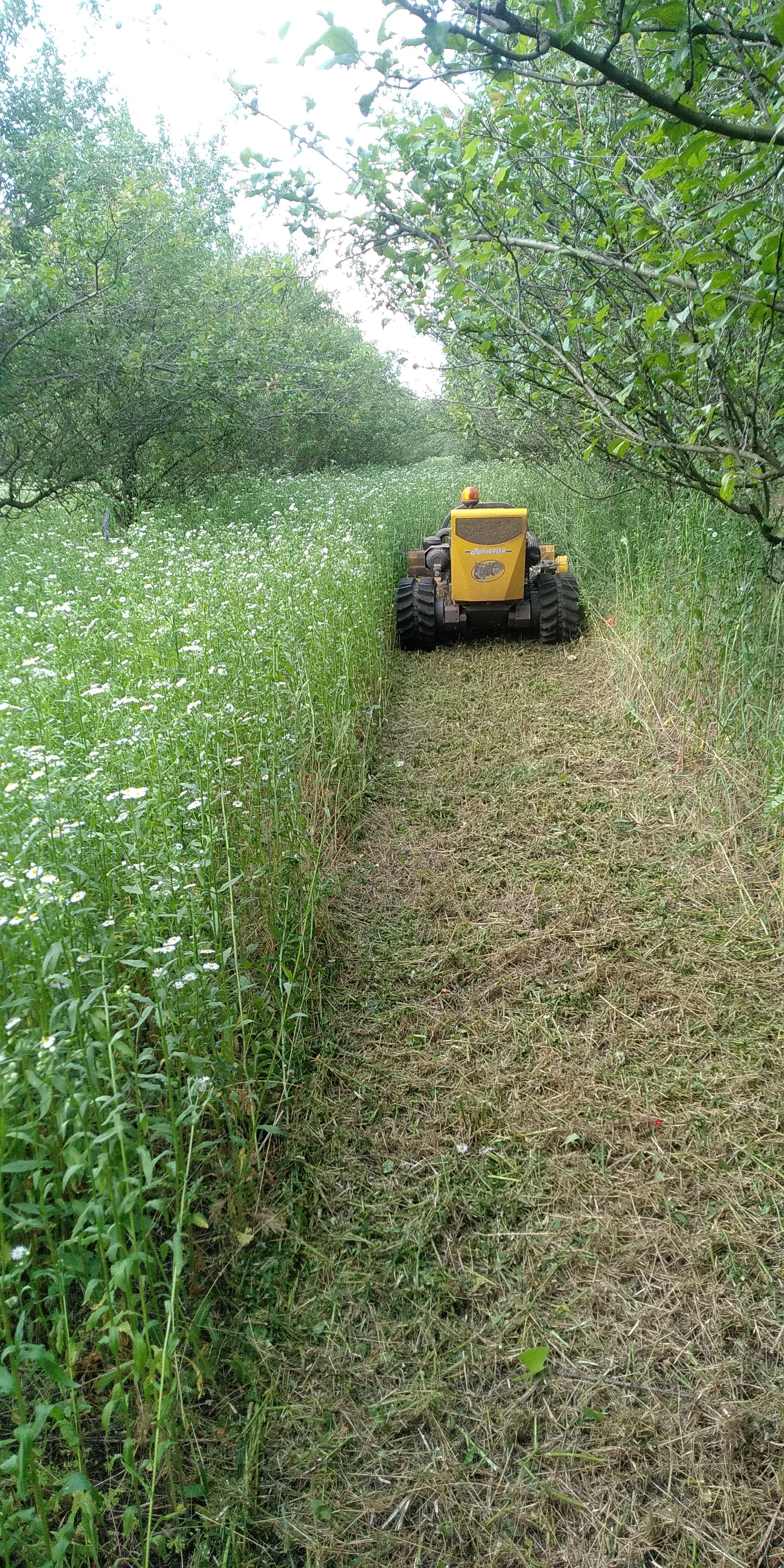 Yellow robotic mower cutting grass in a narrow path between trees and wildflowers.