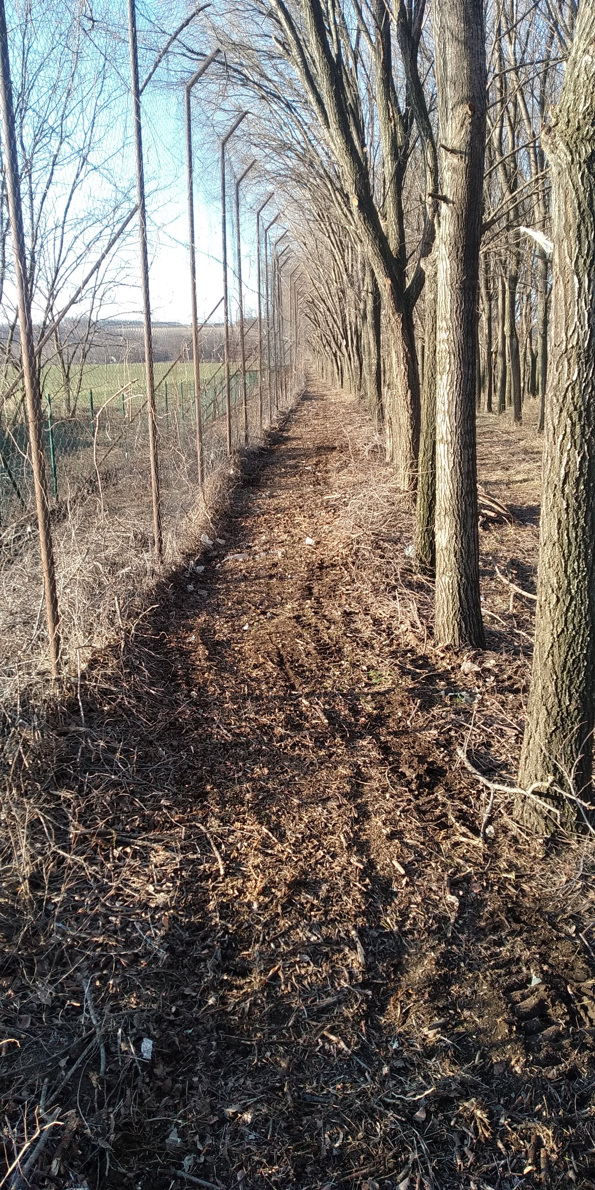 Narrow dirt path between tall leafless trees on right and wire fence on left in sunny weather.